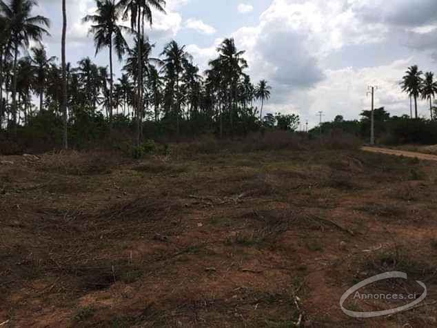 Recherche un opérateur économique pour lotissement  a yamoussoukro