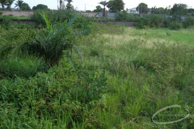 Vente de terrain avec titre foncier 