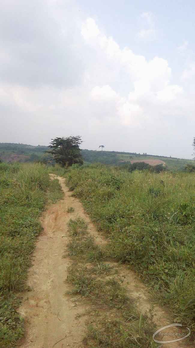 Parcelle de 13 hectares à angre