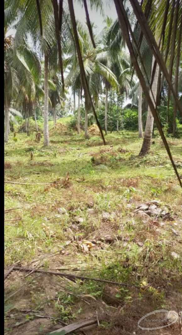 Terrain de 500m2 à abobo ebimpé