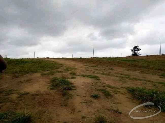 Terrain en vente à yaou, bingerville, songon (kassemblé) et yamoussoukro