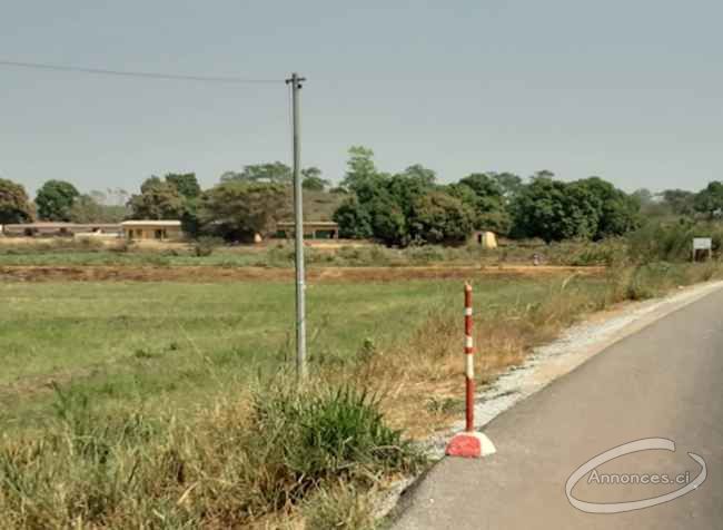 Terrain de 500 m² en vente à yamoussoukro zatta