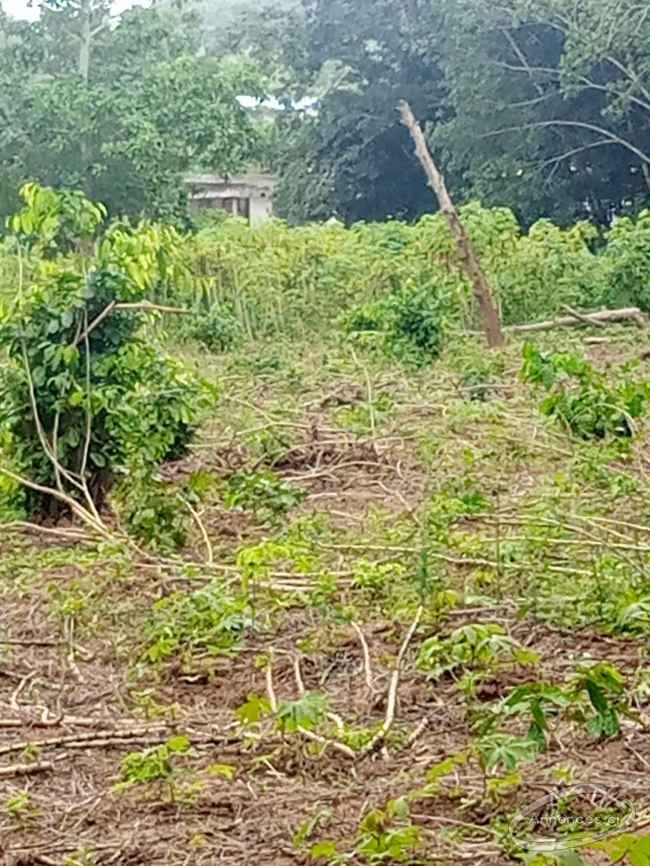 Terrain avec lettre d'approbation ? songon agban