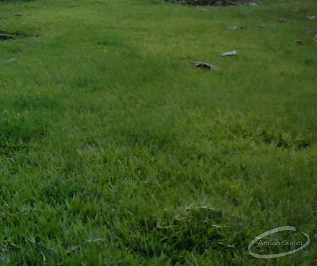 Terrain de 300m2 en vente à yopougon zone industrielle