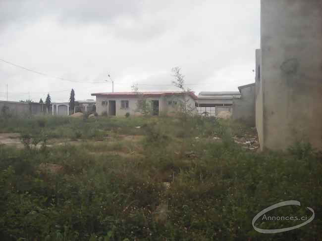 Terrain en vent avec acd a yamoussoukro par agent kyao