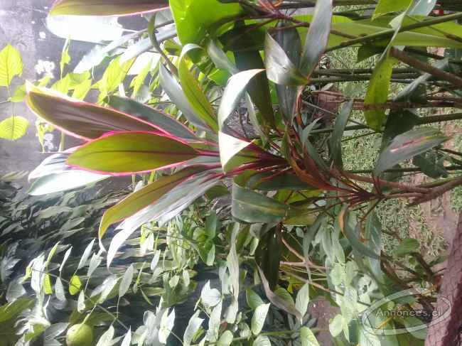 Duplex 5 pieces 2 plateaux a louer