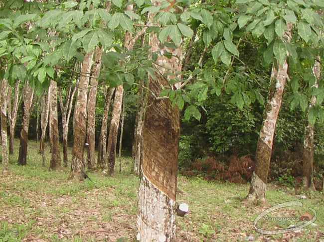 Plantation d'hévéa de 47 ha situé à elibou