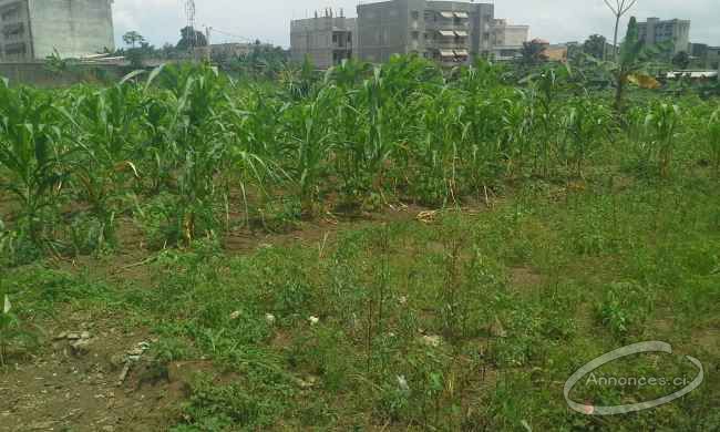 Vente de terrain à cocody 