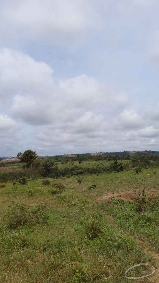 Terrain de 5 hectares a angre djibi extension