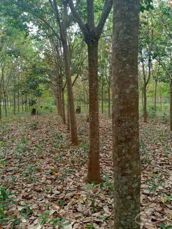 Vente d'une plantation d'hévéas en côte d'ivoire, daloa