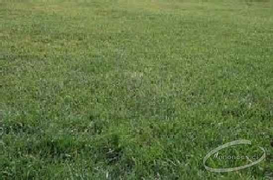 Vente : terrain de 40 hectares