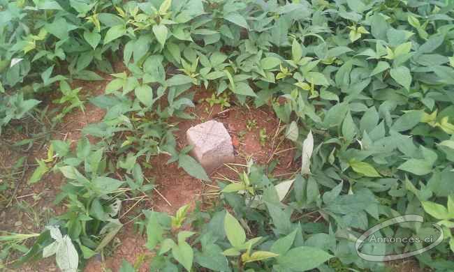 Terrain de 500 m2 à angre cocody en vente