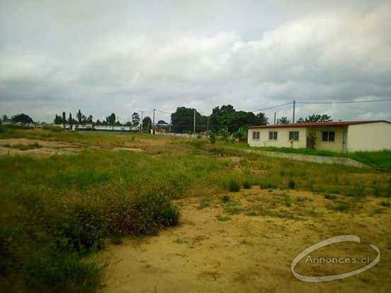 Vente de 15 lots de 400 metres carres chacun a songon agban attie ii