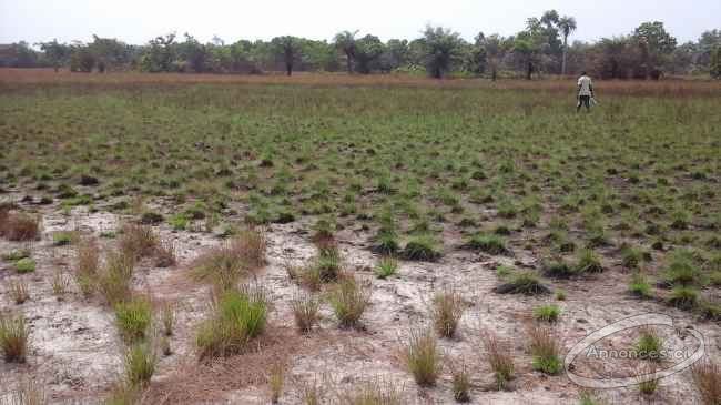 Terrain en vente à assouinde