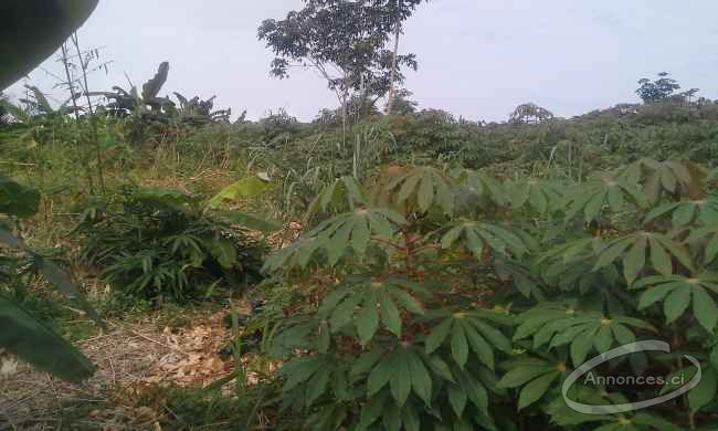 Terrain de 1700 m2 en bordure de la grande voie route bingerville