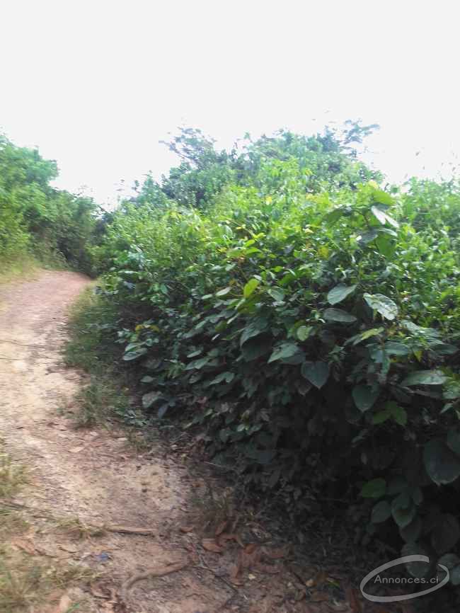 Parcelle agricole 200 hectares à taabo