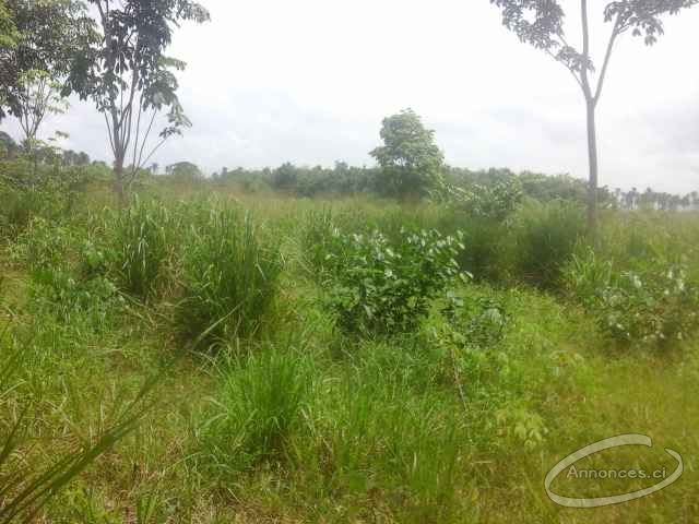 Terrain 500m² à songon kassemblè