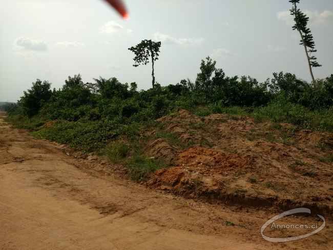 Vente de terrain 2,5 hectares sur l'autoroute dans le sens yakro-abidjan