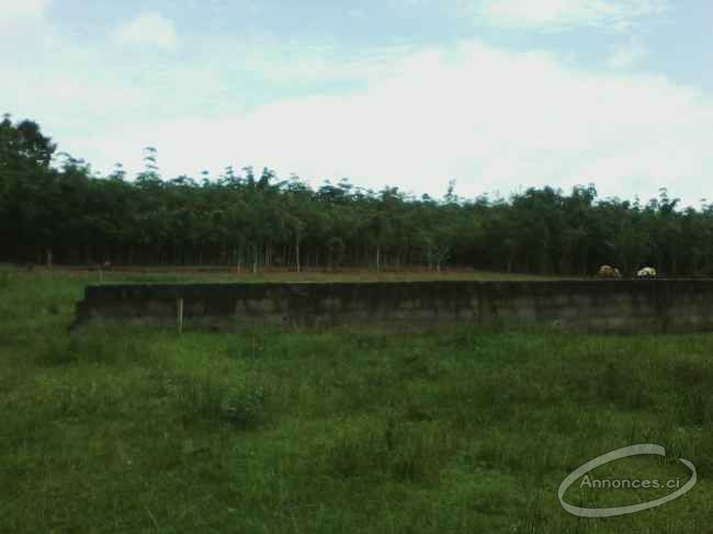 Terrain 520 m2 a yopougon songon