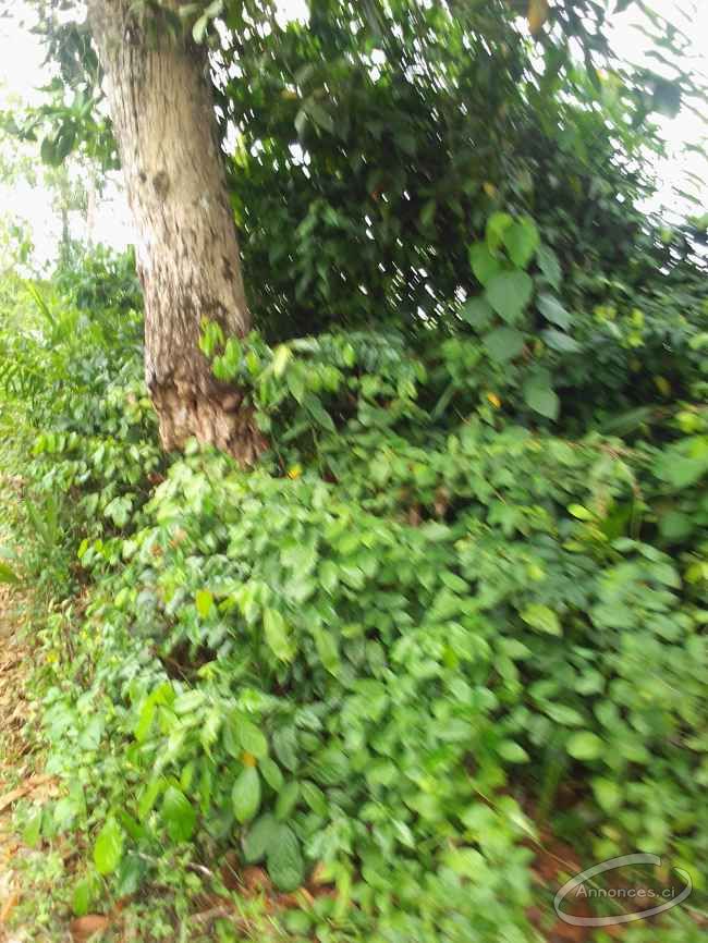 Parcelle agricole 02 hectares à abié