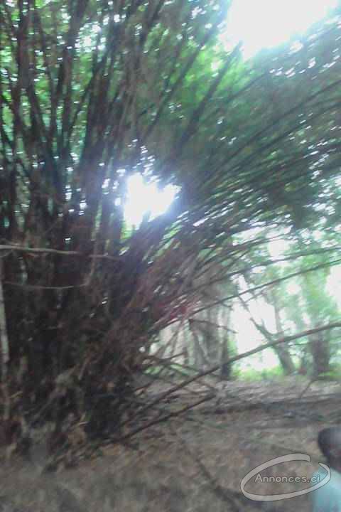 Vente de 25 hectares de forêt vierge