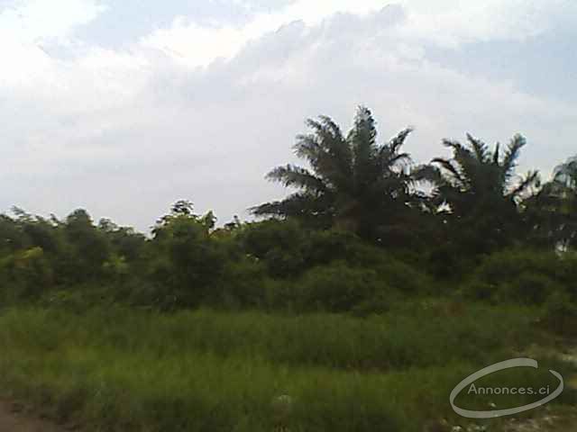 12 hectares en vente