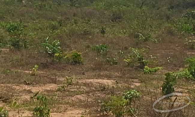 Terrain en vente à bingerville