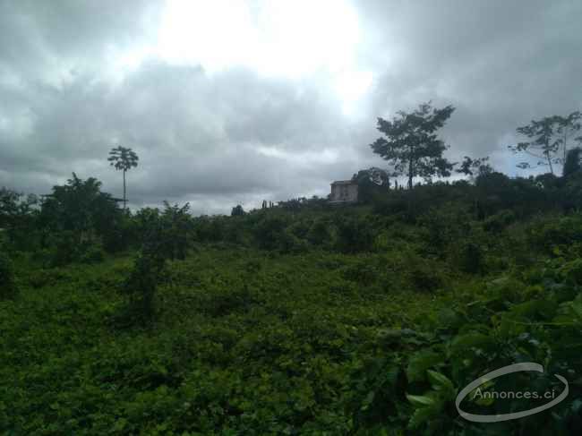 Beau terrain en vente a bassam