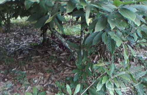 Vente plantation de cacao dans la region de fromager