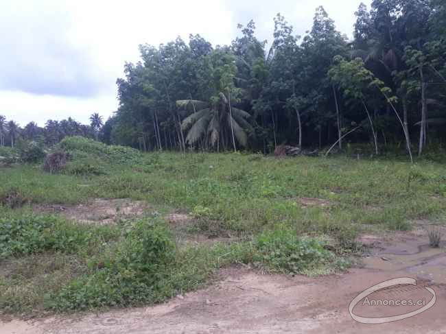 Vente de terrain entre bassam et yaou