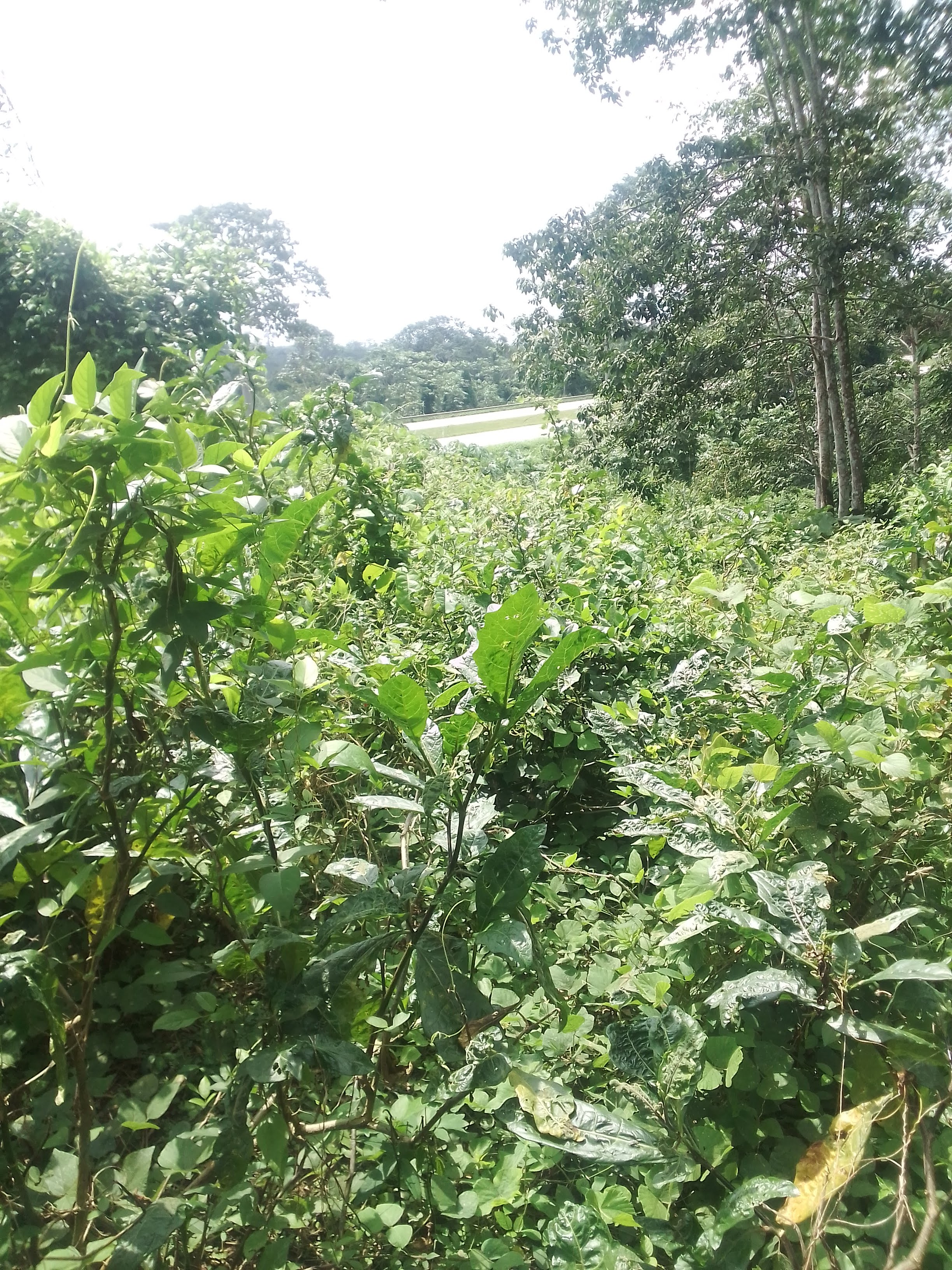 Vente de plusieurs parcelles agricoles  et terrain de 500m2 à elibou