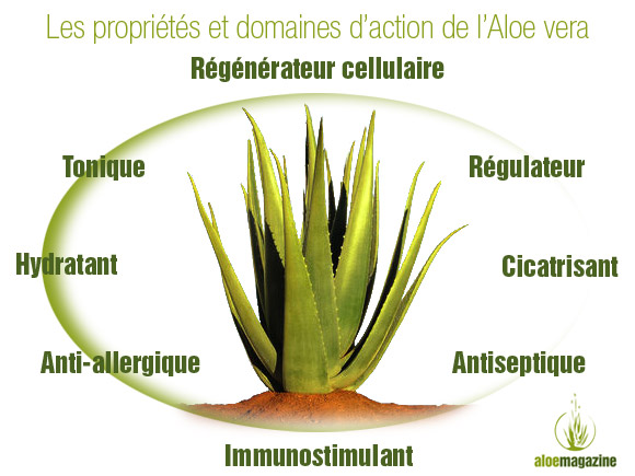 vertus-et-proprietes-essentielles-aloe-vera-1111111-66d990e8670b4.jpg