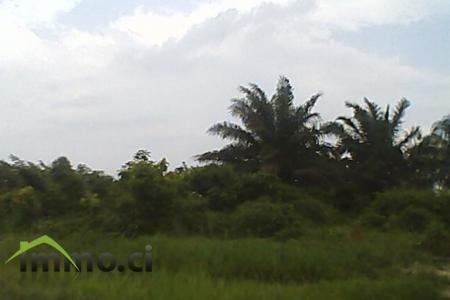 Terrain d'un hectare situé à angré