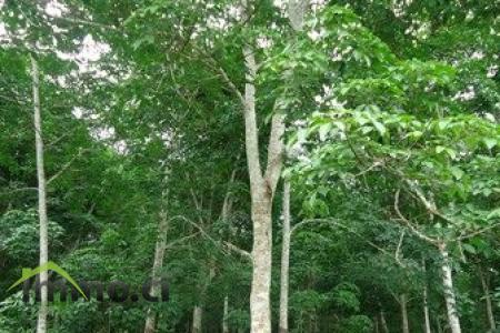 2HA d`hevea +1HA DE parcelle