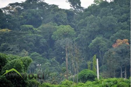 PARCELLE DE FORET AGRICOLE DE 100 HA A DIVO