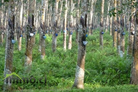 PLANTATION DE 56 HA D'HEVEA