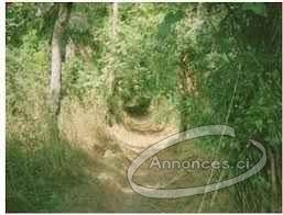 Foret en vente