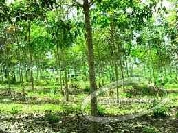 Plantations de 3, 5, 16, 50, 100 hectares d'hevea en vente en cote d'ivoire