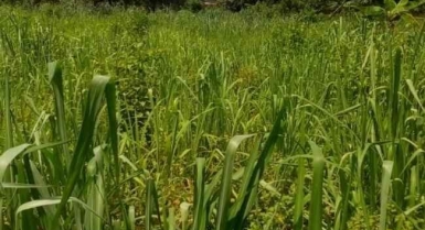 Vente de terrain approuvé à bingerville