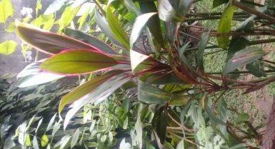 Duplex 5 pieces 2 plateaux a louer