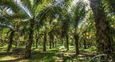 Vente de 200 ha de palmiers à huile à aboisso