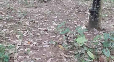 Parcelle de 6 ha en vente a 8 km de bonoua