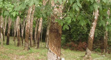 Plantation d'hévéa de 47 ha situé à elibou