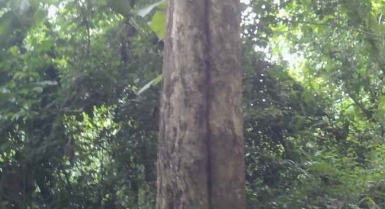 Mise en vente d'une plantation de tecks