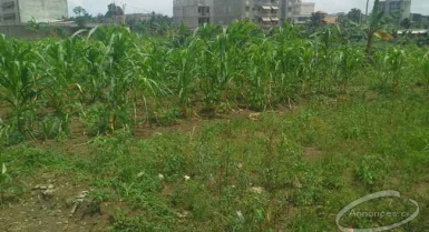 Vente de terrain à cocody 