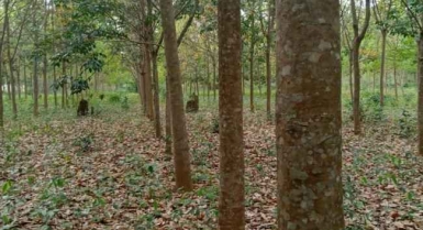 Vente d'une plantation d'hévéas en côte d'ivoire, daloa