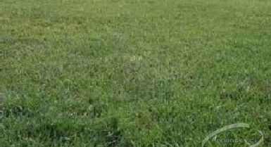 Vente : terrain de 40 hectares