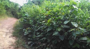 Parcelle agricole 200 hectares à taabo