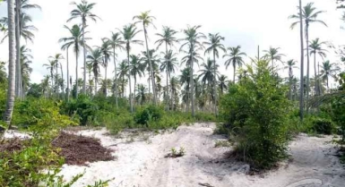 Parcelle de 31 hectares