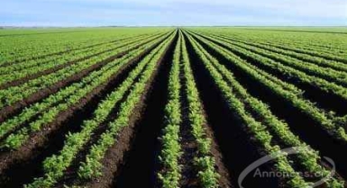 Terre agricole 8000 hectares à dabou